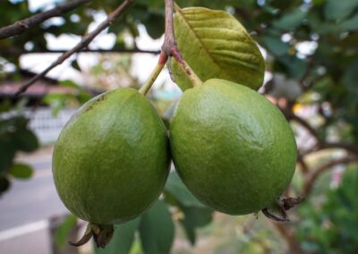 Guava